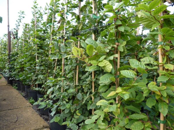 Hainbuche (Carpinus betulus)