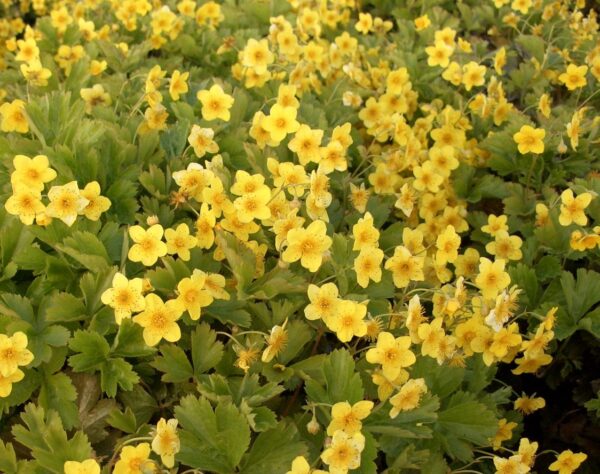 Waldsteinie (Waldsteinia ternata) Staude