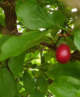 Gelber Hartriegel (Cornus mas)