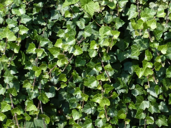 Efeu (Hedera Helix), gestäbt