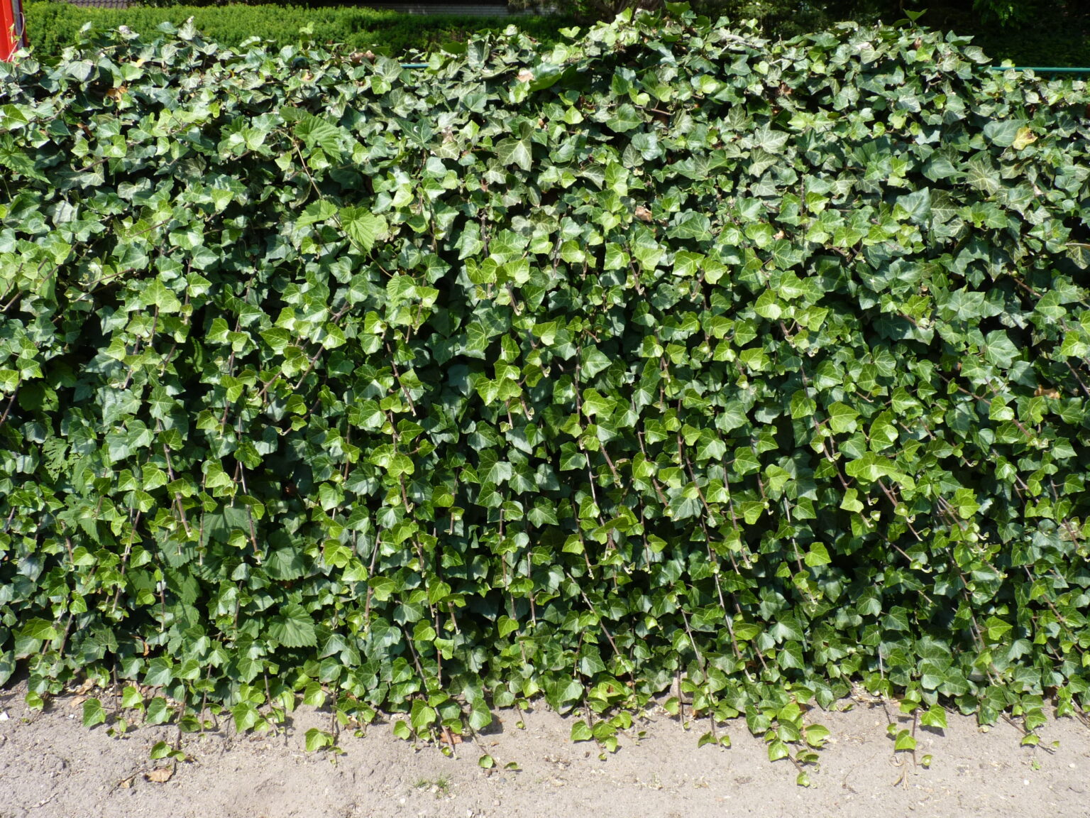 Einheimischer Efeu (Hedera helix) Bodendecker günstig kaufen