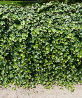 Bodendecker / Rankpflanzen