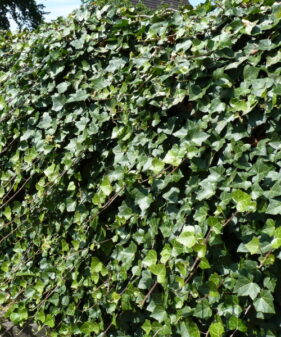 Zaunbegrünung mit Efeu Helix Hedera Efeu (Hedera Helix), gestäbt