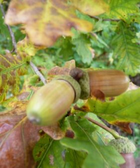 Deutsche Eiche (Quercus robur), topfgewachsen