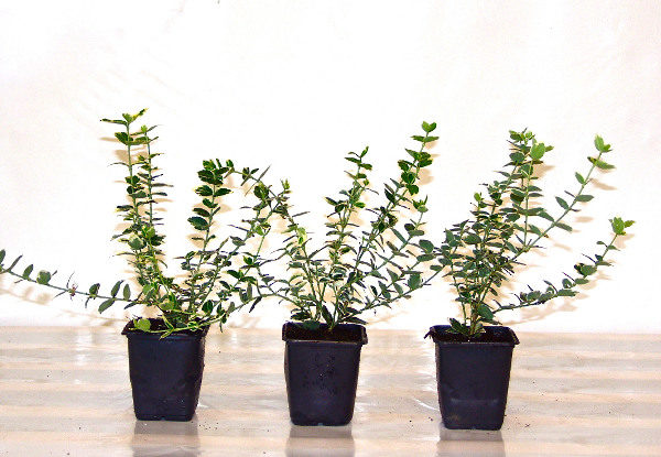 Weißbunte Kriechspindel (Euonymus fortunei ‘Emerald Gaiety’)
