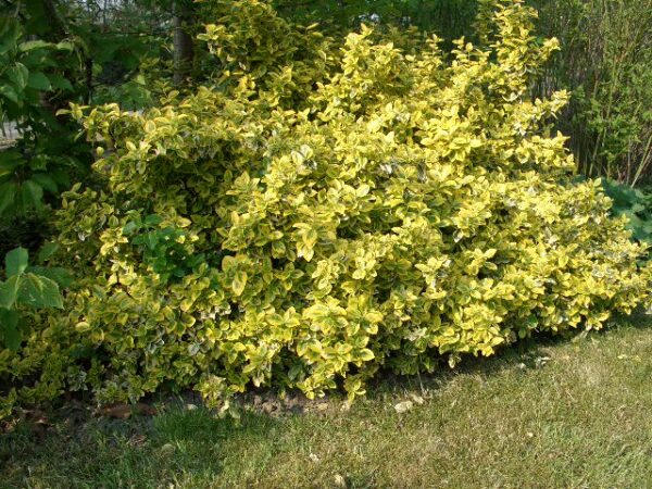 Gelbbunter Spindelstrauch (Euonymus fortunei ‚emerald gold‘)