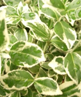 Weißbunte Kriechspindel (Euonymus fortunei ‚Emerald Gaiety‘)