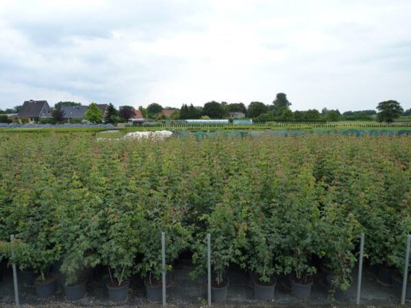 Feldahorn (Acer Campestre), Topfware