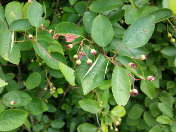 Kupfer-Felsenbirne (Amelanchier lamarckii), topfgewachsen