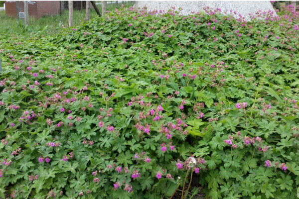 Balkan-Storchschnabel (Geranium macrorrhizum)