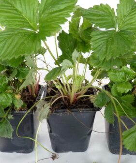 Walderbeere – Fragaria Vesca im P9 Topf Wald-Erdbeere (Fragaria vesca)