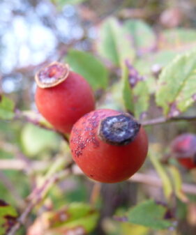Hunds-Rose (Rosa Canina), topfgewachsen