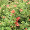 Fünffingerstrauch orangerot (Potentilla fruticosa ‚Red Ace‘), topfgewachsen