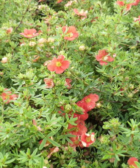 Fünffingerstrauch orangerot (Potentilla fruticosa ‚Red Ace‘), topfgewachsen