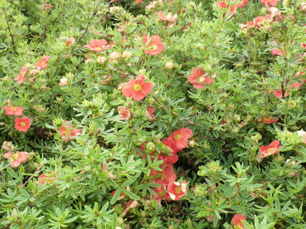 Fünffingerstrauch orangerot (Potentilla fruticosa ‚Red Ace‘), topfgewachsen
