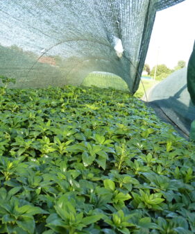 Dickmännchen / Pachysandra Green Carpet im Beet Dickmännchen (Pachysandra Terminalis ‚green carpet‘), topfgewachsen