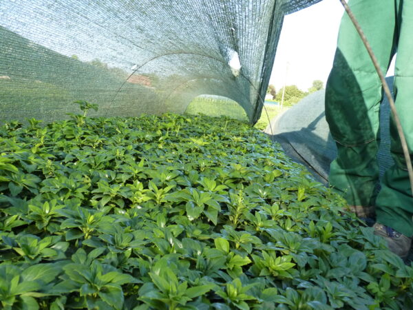 Dickmännchen (Pachysandra Terminalis ‚green carpet‘), topfgewachsen