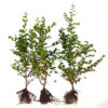 Hainbuche (Carpinus betulus), Freilandware