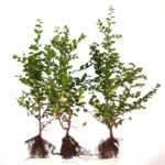 Hainbuche (Carpinus betulus), Freilandware - 100-bis-125