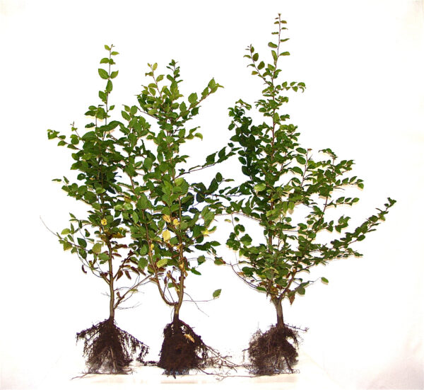 Hainbuche (Carpinus betulus), Freilandware