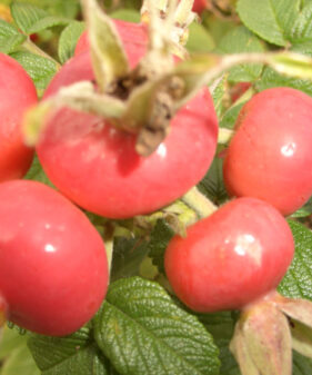 Weiße Kartoffelrose (Rosa rugosa ‚alba‘)