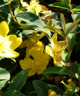 Großblumiges Johanniskraut ‚Gold‘ (Hypericum ‚Hidcote Gold‘), topfgewachsen