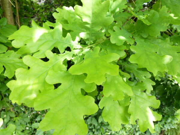 Deutsche Eiche (Quercus robur), topfgewachsen