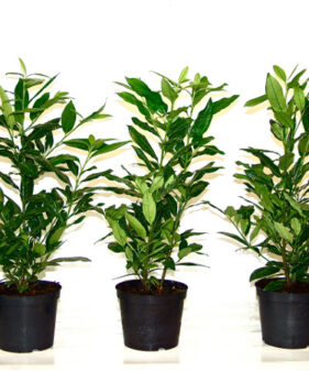 60-80 cm groß im 3 L Topf Kirschlorbeer Herbergii (Prunus laurocerasus Herbergii)
