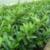Kirschlorbeer Herbergii (Prunus laurocerasus Herbergii) - 100-bis-125 - ca-75-liter
