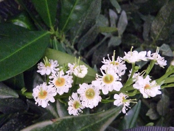 Breitwüchsiger Kirschlorbeer ‚Otto Luyken‘ (Prunus laurocerasus ‚Otto Luyken‘)