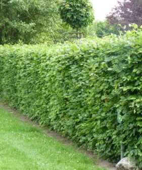 Rotbuche (Fagus sylvatica), Freilandware