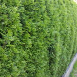 Smaragd Lebensbaum (Thuja occidentalis smaragd) - 100-bis-125 - ca-3-liter