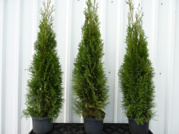 Smaragd Lebensbaum (Thuja occidentalis smaragd)