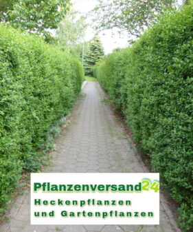 Liguster (Ligustrum vulgare ‚Atrovirens‘) – Freilandware