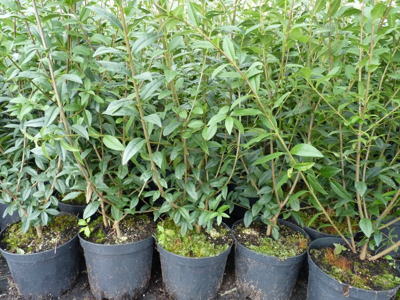 im 3 Liter Container Liguster Ligustrum vulgare  Heckenpflanze 60-100 cm 