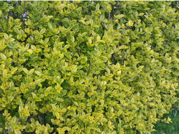 Goldliguster (Ligustrum vulgare Ovalifolium ‚Aureum‘), topfgewachsen