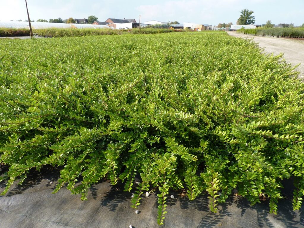 Heckenmyrte 'Elegant' (Lonicera n. 'Elegant') Bodendecker günstig kaufen