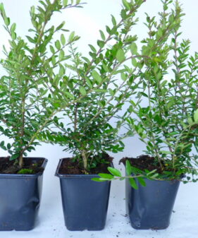 Kriech-Heckenkirsche (Lonicera Pileata)