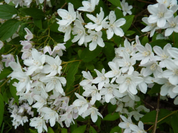 Maiblumenstrauch (Deutzia ‘gracilis’), topfgewachsen