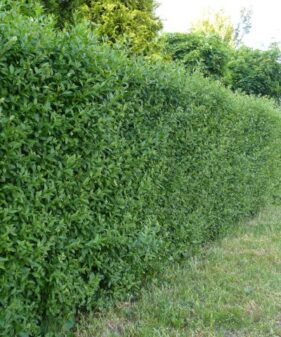 Heckenliguster (Ligustrum vulgare Atrovirens)