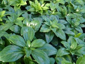 Dickmännchen (Pachysandra Terminalis ‘green carpet’), topfgewachsen