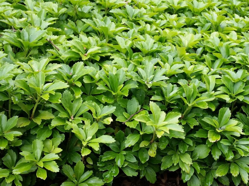 Dickmännchen (Pachysandra Terminalis), Bodendecker günstig kaufen