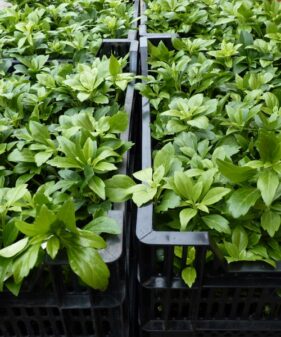 Dickmännchen (Pachysandra Terminalis)