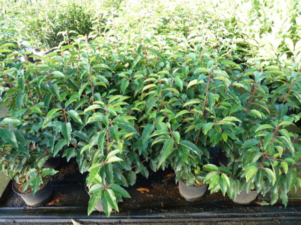 Portugiesischer Kirschlorbeer (Prunus lusitanica ‘Angustifolia’)