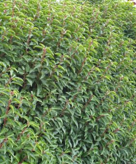 1 Meter Fertighecke aus Portugiesischer Kirschlorbeer (Prunus lusitanica ‚Angustifolia‘)