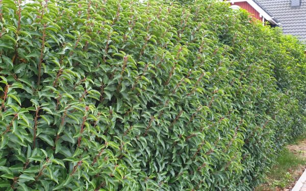 Portugiesischer Kirschlorbeer (Prunus lusitanica ‚Angustifolia‘)
