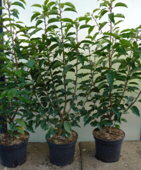 Portugiesischer Kirschlorbeer im 3L Topfprunus_angustifolia_lusitanica_60_80_3L_topf Portugiesischer Kirschlorbeer (Prunus lusitanica ‚Angustifolia‘)