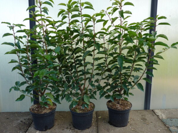 Portugiesischer Kirschlorbeer (Prunus lusitanica ‚Angustifolia‘)