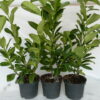 Kirschlorbeer Diana (Prunus laurocerasus 'Diana'), topfgewachsen - 80-bis-100