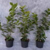 Kirschlorbeer Novita (Prunus laurocerasus Novita) - ca-3-liter - 60-bis-80